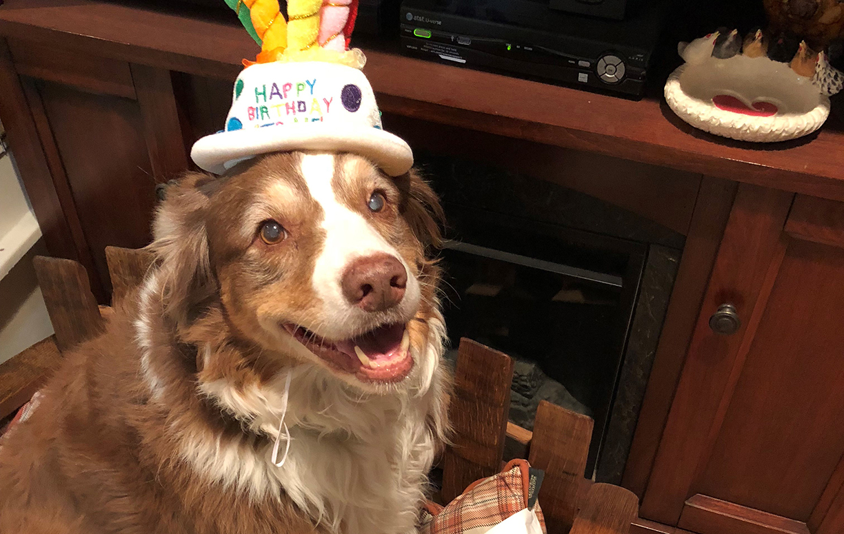 Dog wearing a birthday hat celebrating birthday at home.