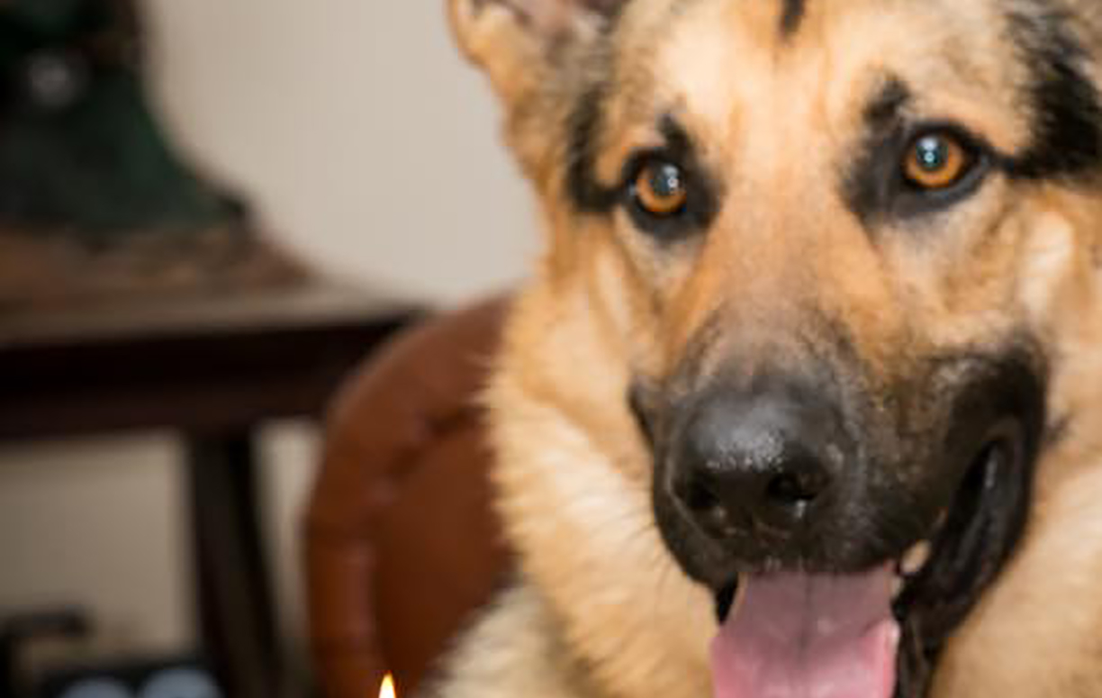 Close up photo of German Shepard in a home.
