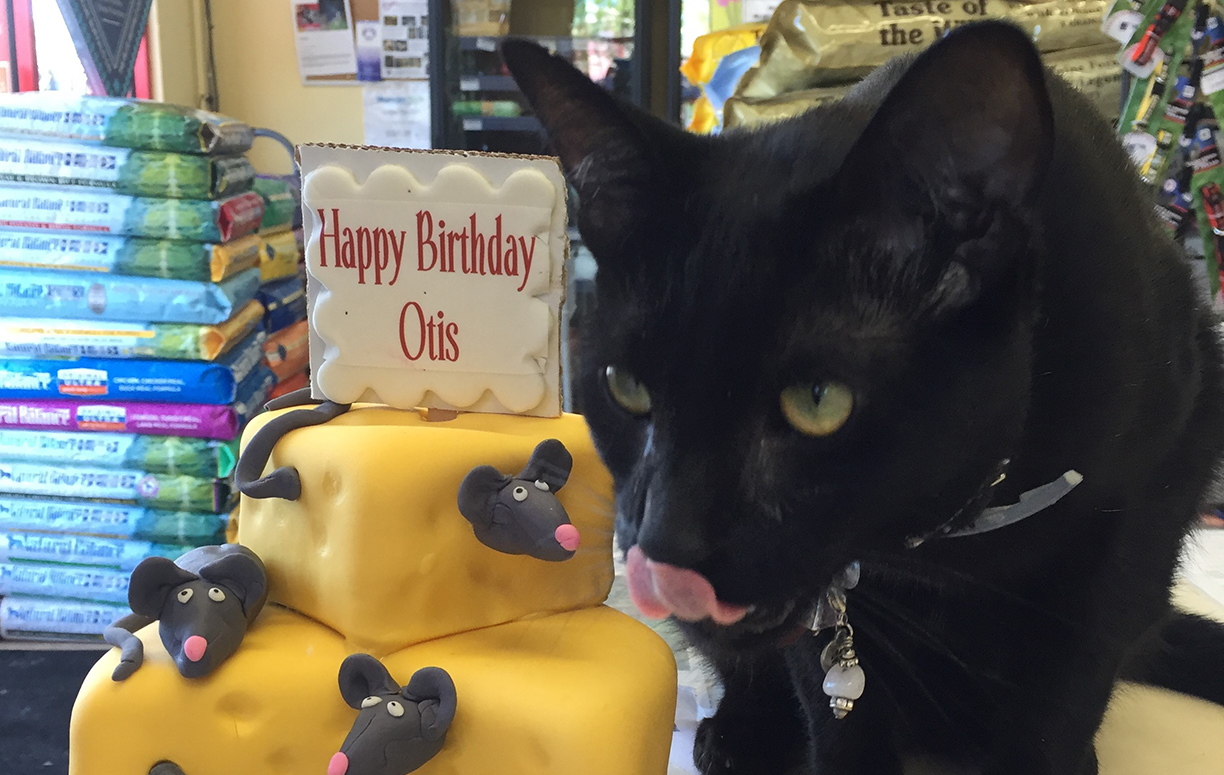 Close up of black cat with a cake shaped like cheese in a pet store.